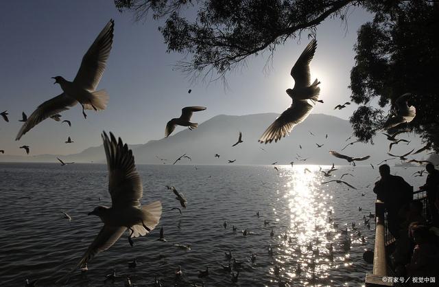 最新飞鸽,自然美景轻松探索之旅,内心平和静谧的寻觅
