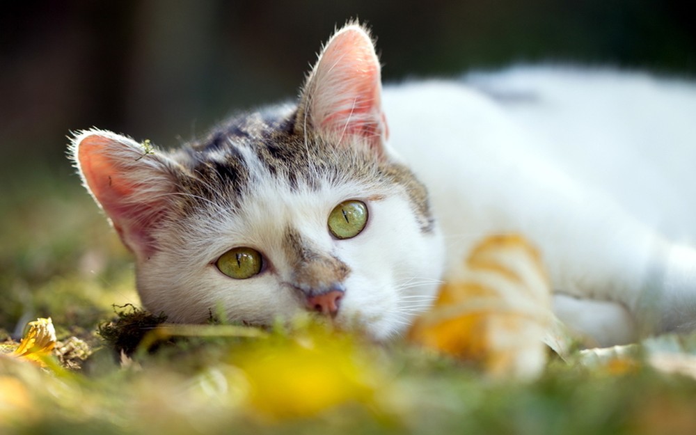 探索猫咪世界最新动态，最新猫咪域址揭秘