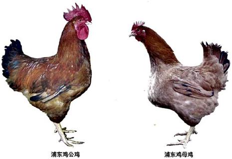 梅山新区申报最新进展及步骤指南全解析