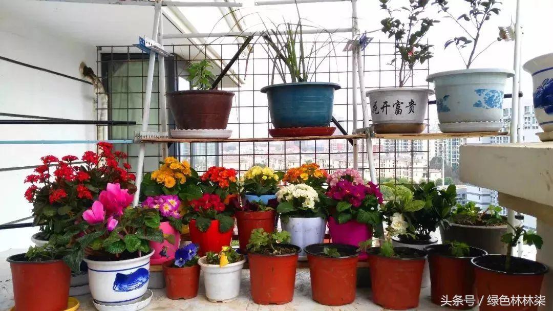 花卉最新潮流趋势，绿意盎然点亮生活色彩
