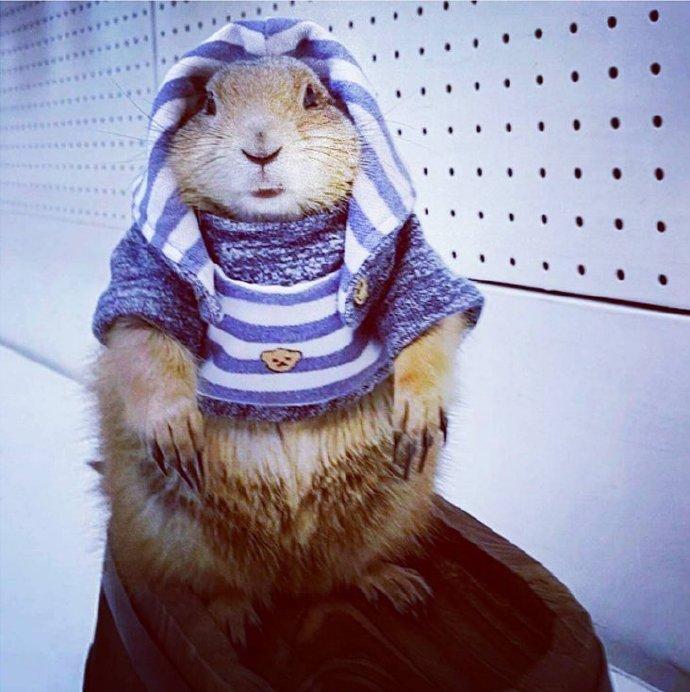 最新土拨鼠,温馨日常趣事分享