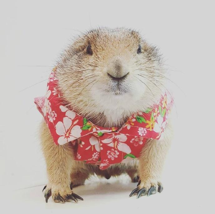 最新土拨鼠,温馨日常趣事分享