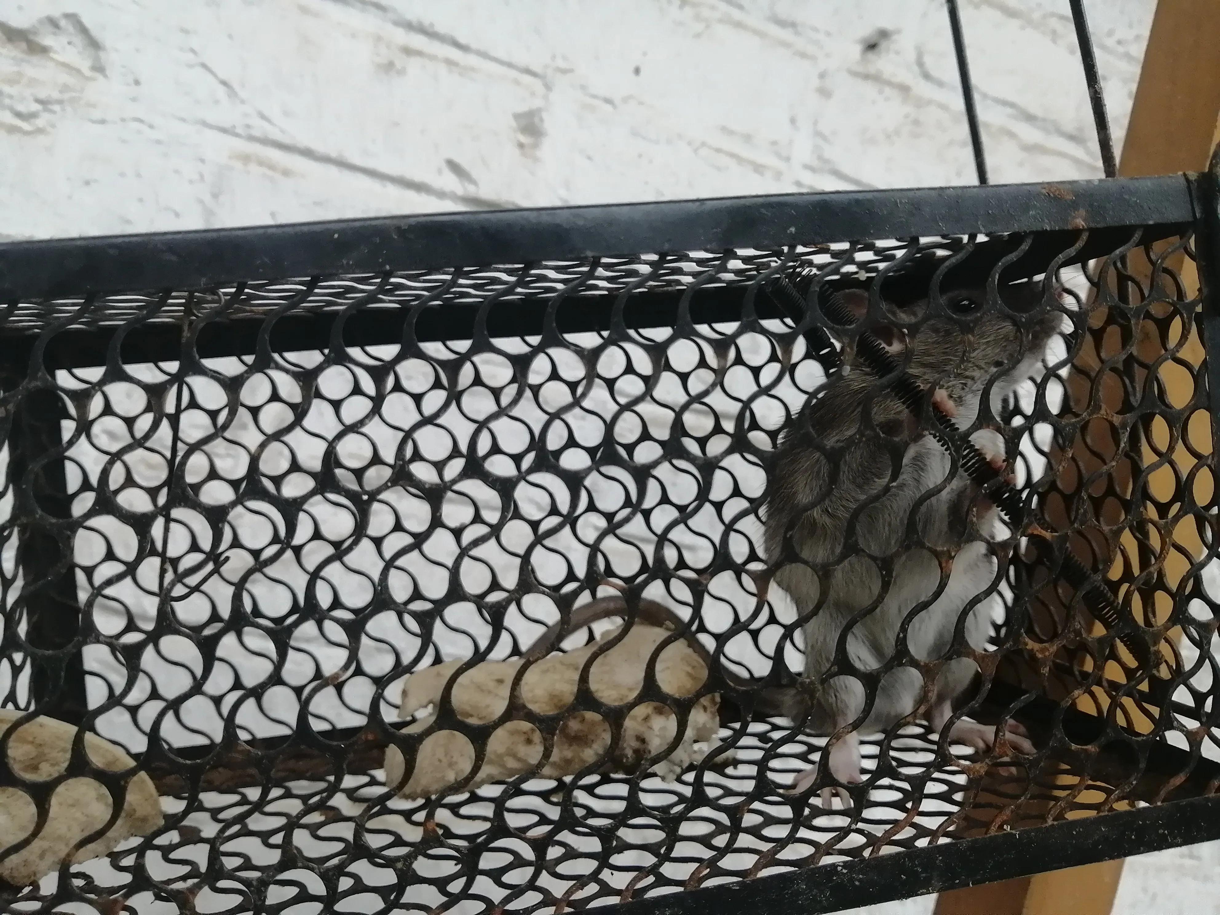 揭秘最新捕鼠笼,告别老鼠困扰,轻松打造无忧生活!