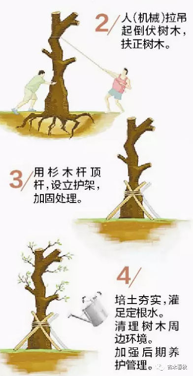 最新扦木技术引领林业新时代发展