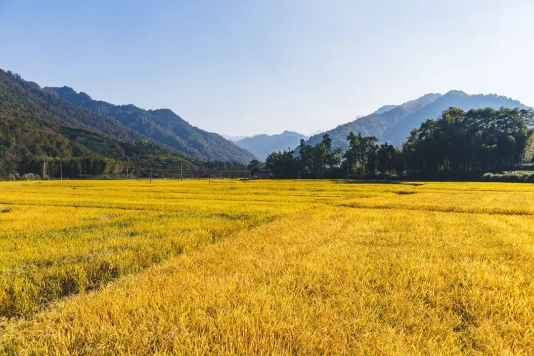 中国最新粮食之旅，与自然美景的邂逅，探寻内心平静之道