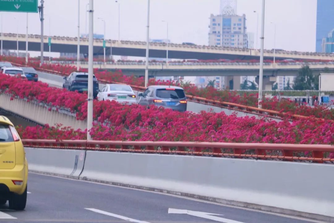 上海高架花最新风采，巷弄深处的独特风景