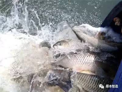 海南罗非鱼最新价格，时代变迁中的鱼价动态