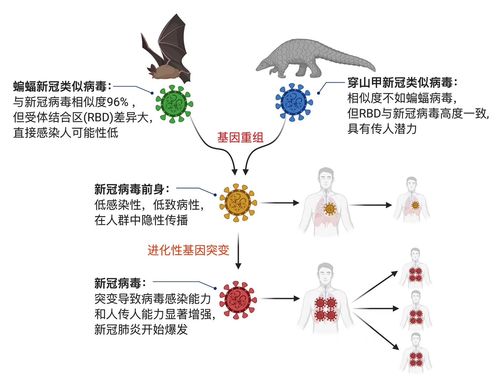 揭秘新冠病毒起源，最新发现的奇妙故事之旅