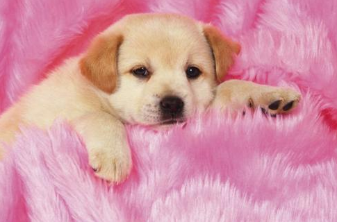 最新宠物犬流行趋势，孩子与狗狗的亲密关系及宠物犬特点与选择